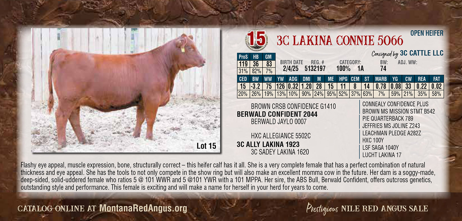 3c Lakina Connie 5066 Heifer 2025 Nile Red Angus Sale