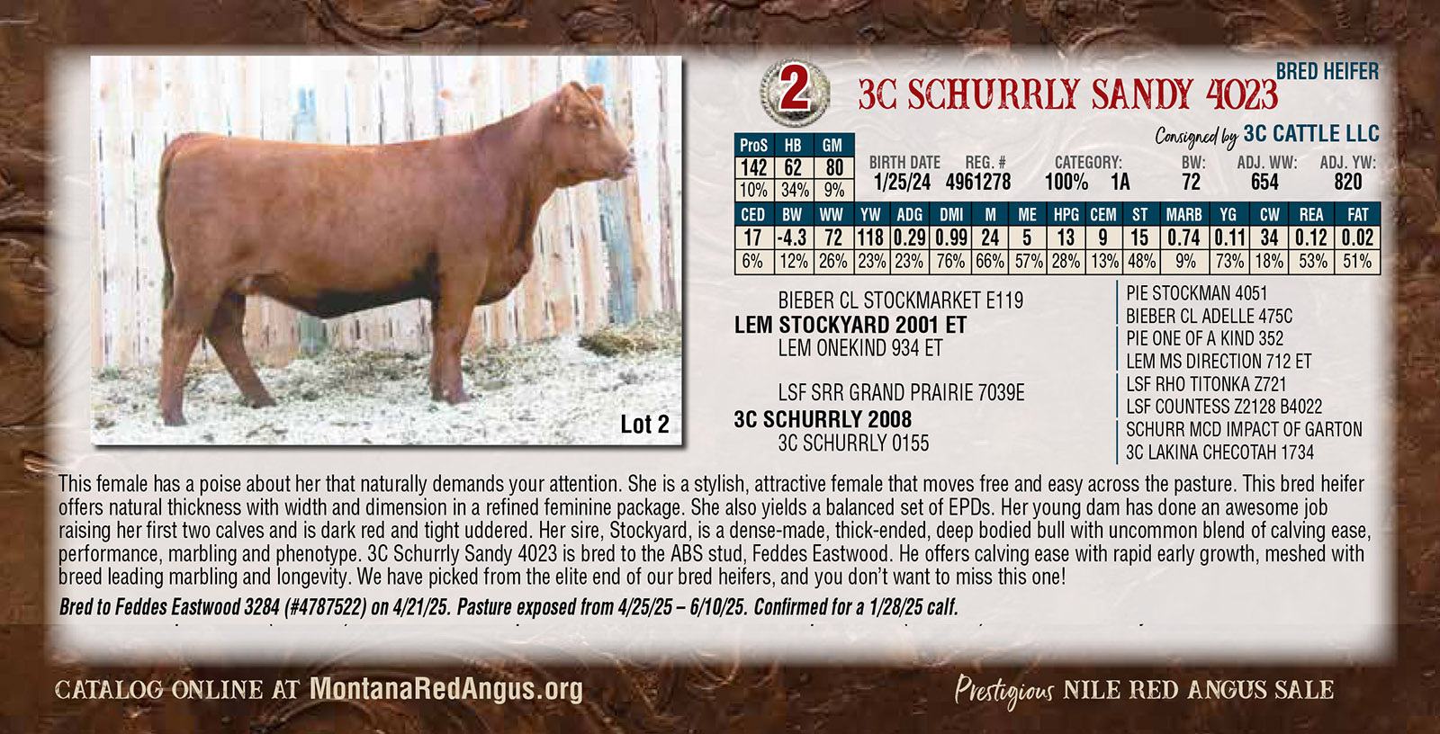 3c Shurrly Sandy 4023 Bred Heifer 2025 Nile Red Angus Sale