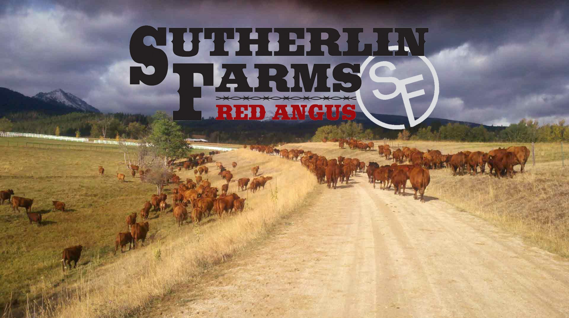 Sutherlin Red Angus Cattle Montana