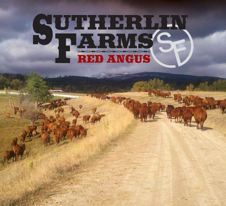 Sutherlin Red Angus Cattle Montana